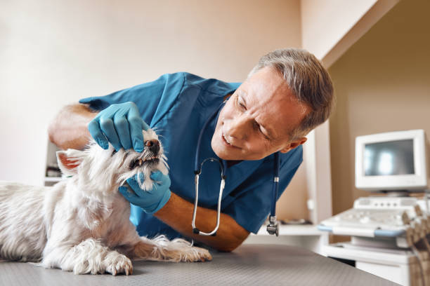 Best Emergency Root Canal Treatment in Lakewood, WA